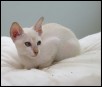 Janus at 12 weeks